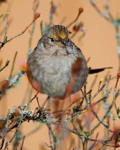 Golden-crowned Sparrow