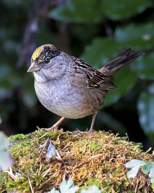 Golden-crowned Sparrow