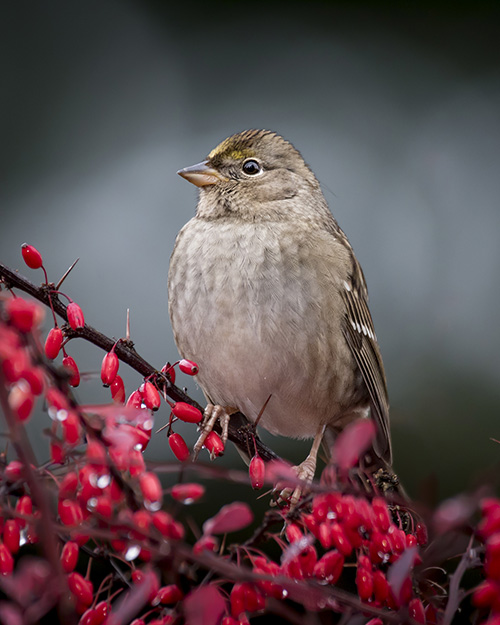 Golden-crowned Sparrow