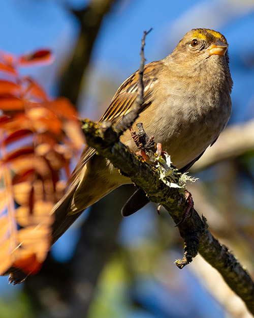 Golden-crowned Sparrow