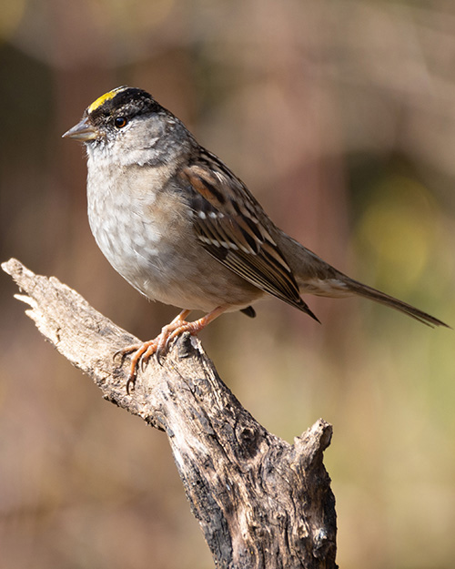 Golden-crowned Sparrow