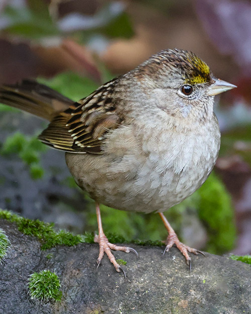 Golden-crowned Sparrow