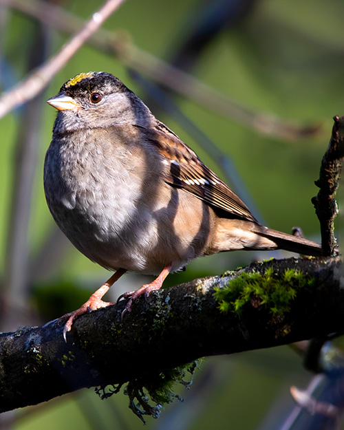 Golden-crowned Sparrow