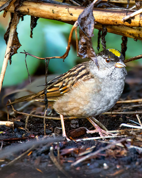 Golden-crowned Sparrow