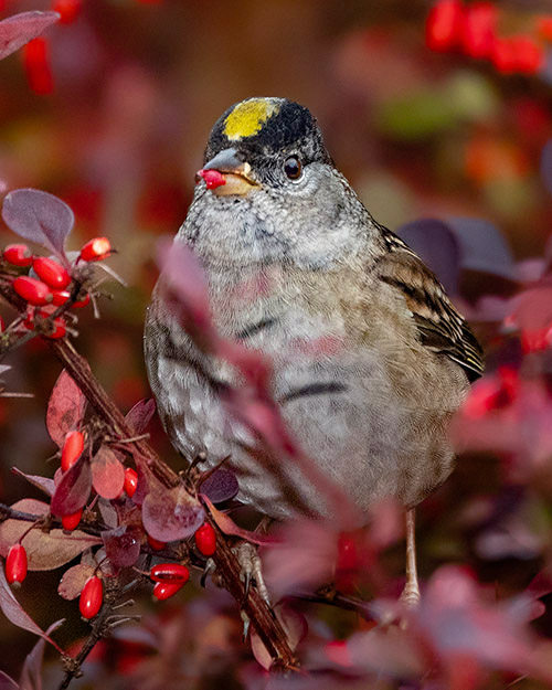 Golden-crowned Sparrow