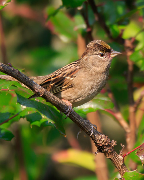 Golden-crowned Sparrow