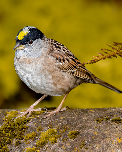 Golden-crowned Sparrow