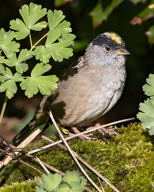 Golden-crowned Sparrow