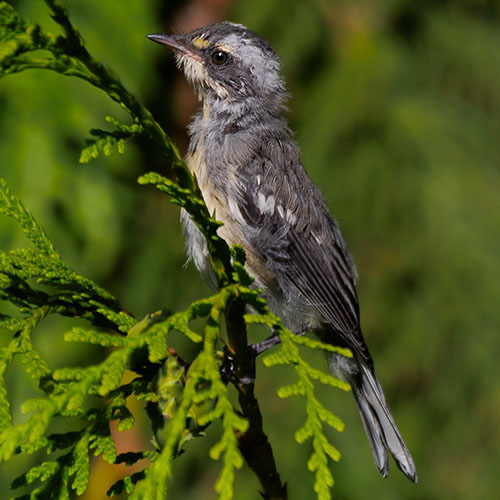 Black-throated Gray Warbler