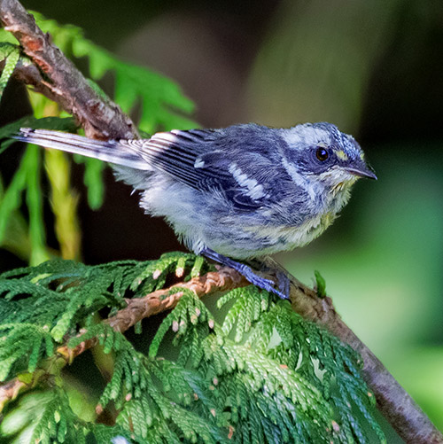 Black-throated Gray Warbler