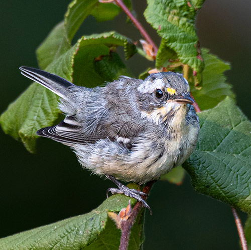 Black-throated Gray Warbler