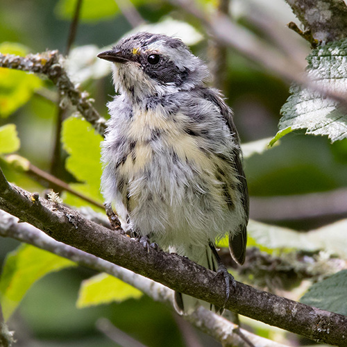 Black-throated Gray Warbler