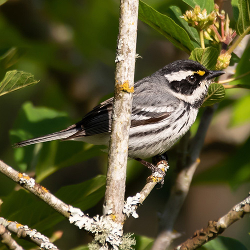 Black-throated Gray Warbler