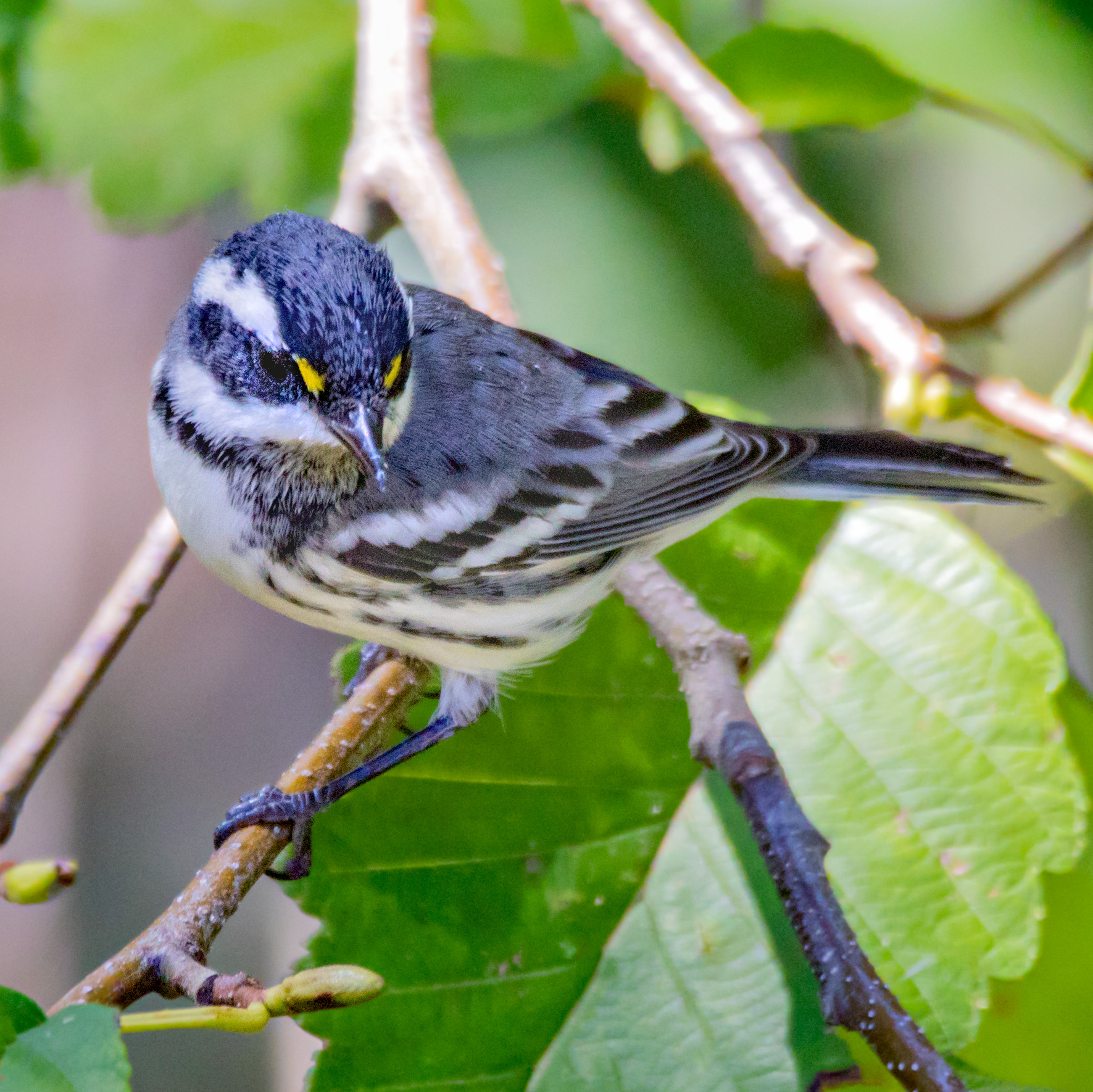 Black-throated Gray Warbler