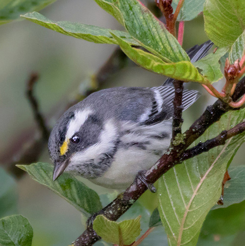 Black-throated Gray Warbler