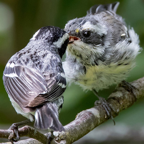 Black-throated Gray Warbler