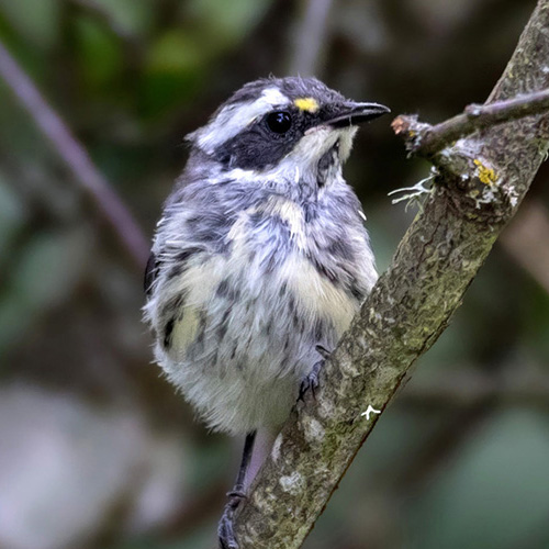 Black-throated Gray Warbler