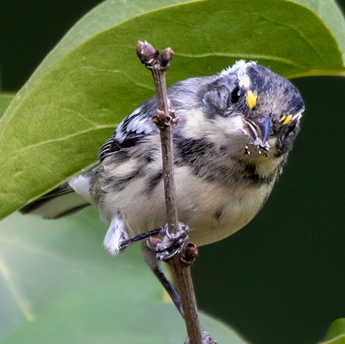 Black-throated Gray Warbler