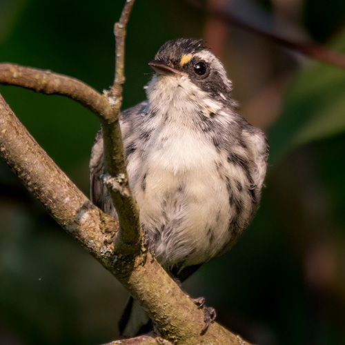 Black-throated Gray Warbler