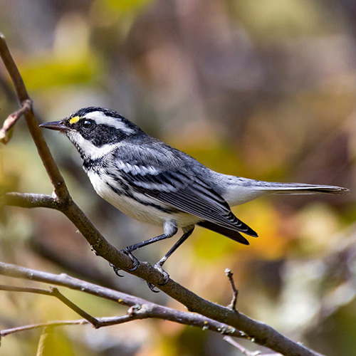 Black-throated Gray Warbler