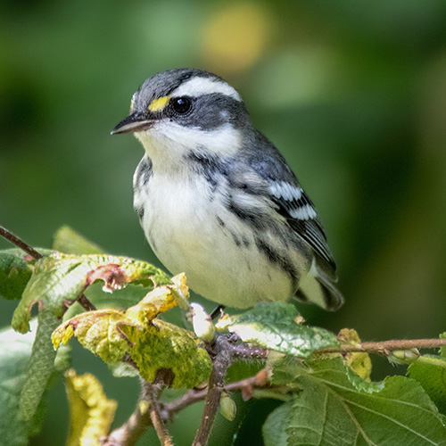 Black-throated Gray Warbler