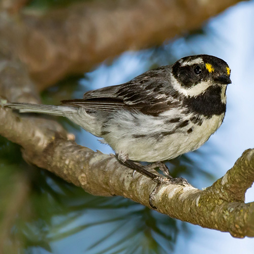 Black-throated Gray Warbler