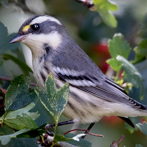 Black-throated Gray Warbler