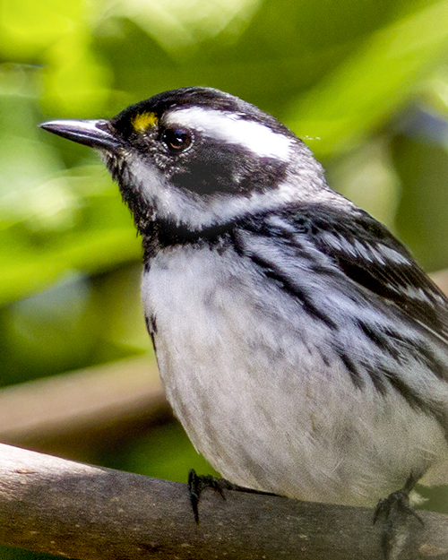 Black-throated Gray Warbler