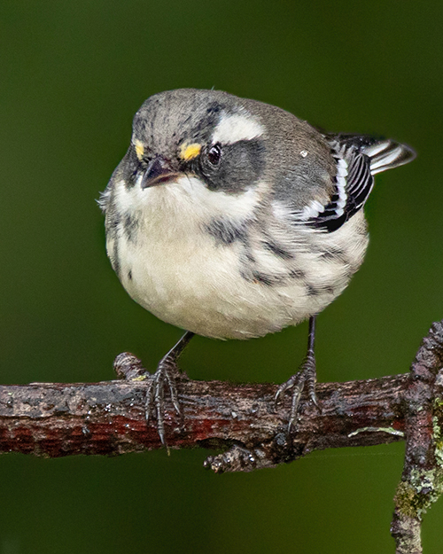 Black-throated Gray Warbler