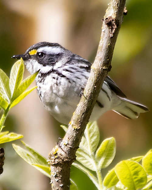 Black-throated Gray Warbler