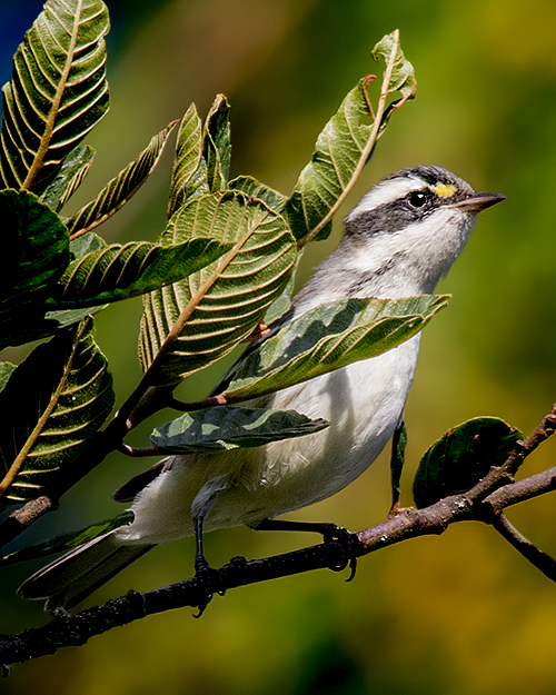 Black-throated Gray Warbler