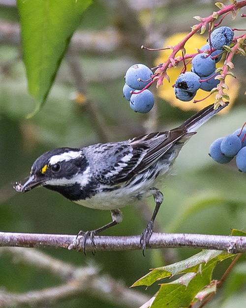 Black-throated Gray Warbler