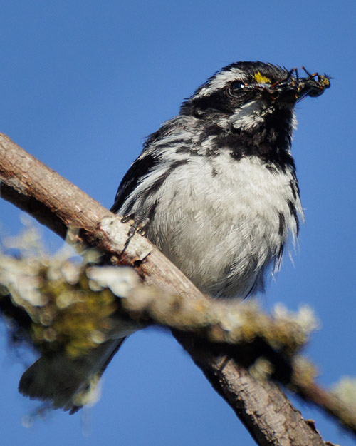 Black-throated Gray Warbler