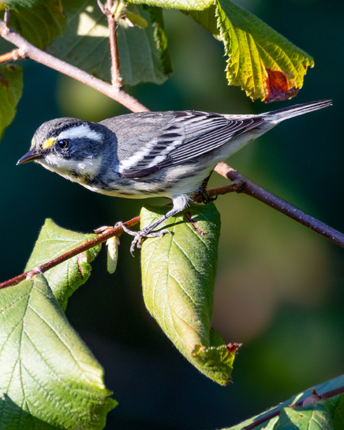 Black-throated Gray Warbler