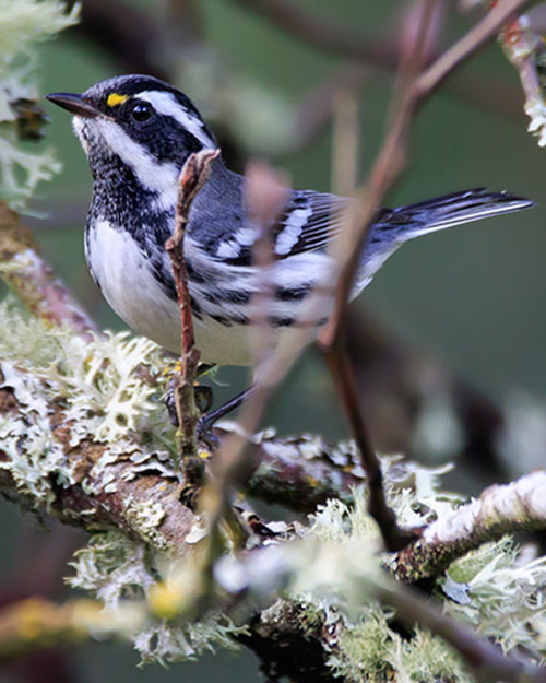 Black-throated Gray Warbler