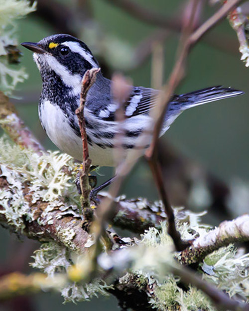 Black-throated Gray Warbler