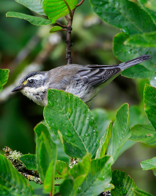 Black-throated Gray Warbler