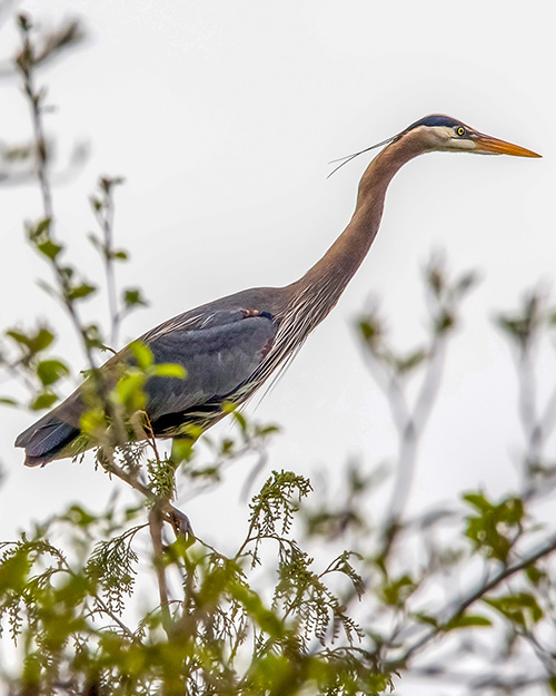 Great Blue Heron