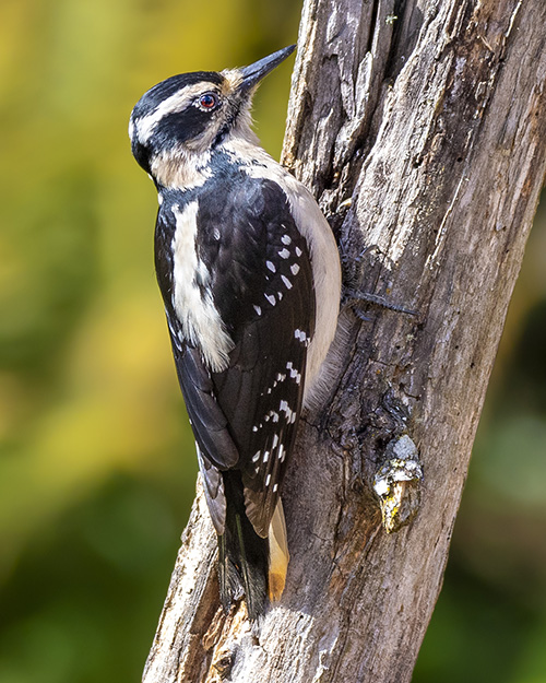 Hairy Woodpecker