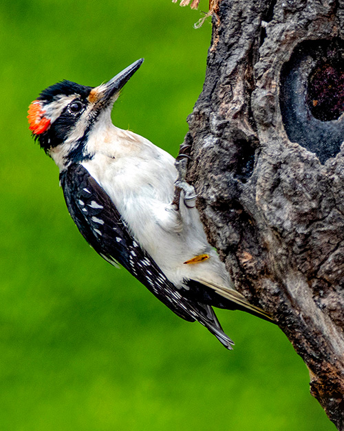 Hairy Woodpecker