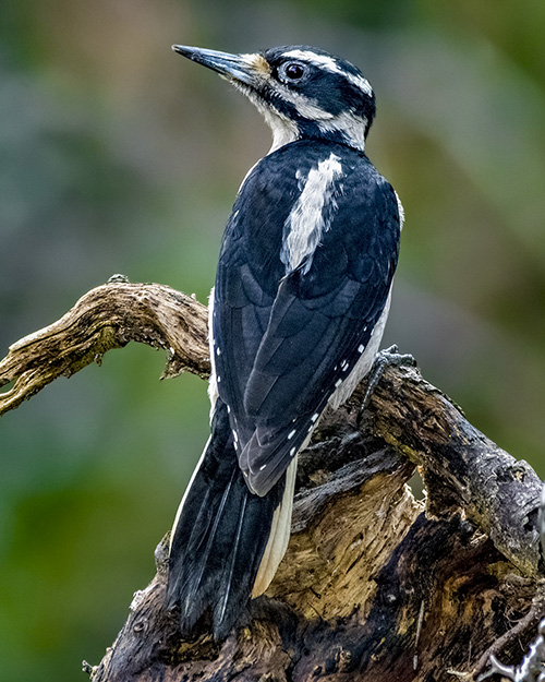 Hairy Woodpecker