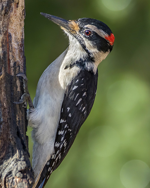 Hairy Woodpecker