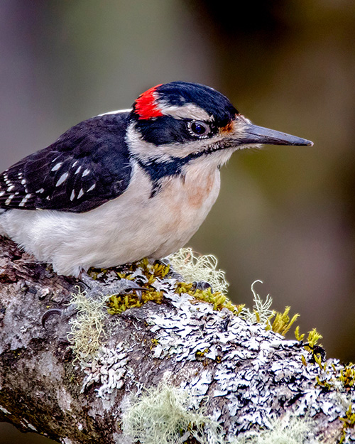 Hairy Woodpecker