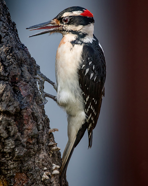 Hairy Woodpecker