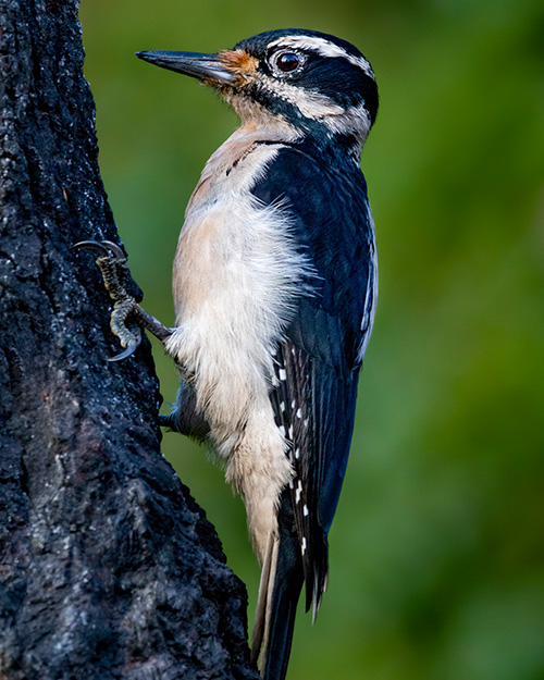 Hairy Woodpecker