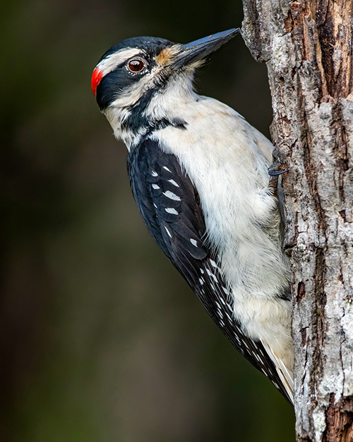 Hairy Woodpecker