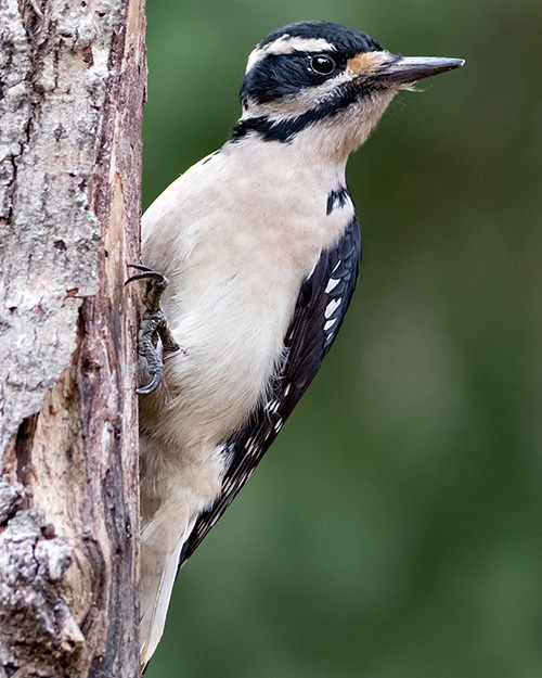 Hairy Woodpecker