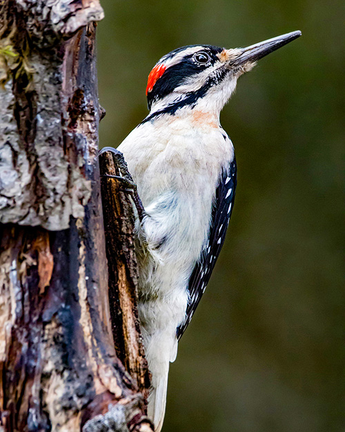 Hairy Woodpecker