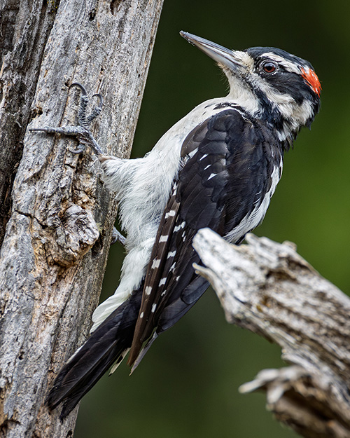 Hairy Woodpecker