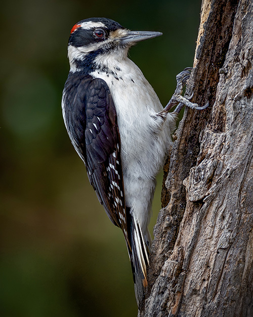 Hairy Woodpecker